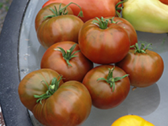 Cherokee Chocolate heirloom tomato